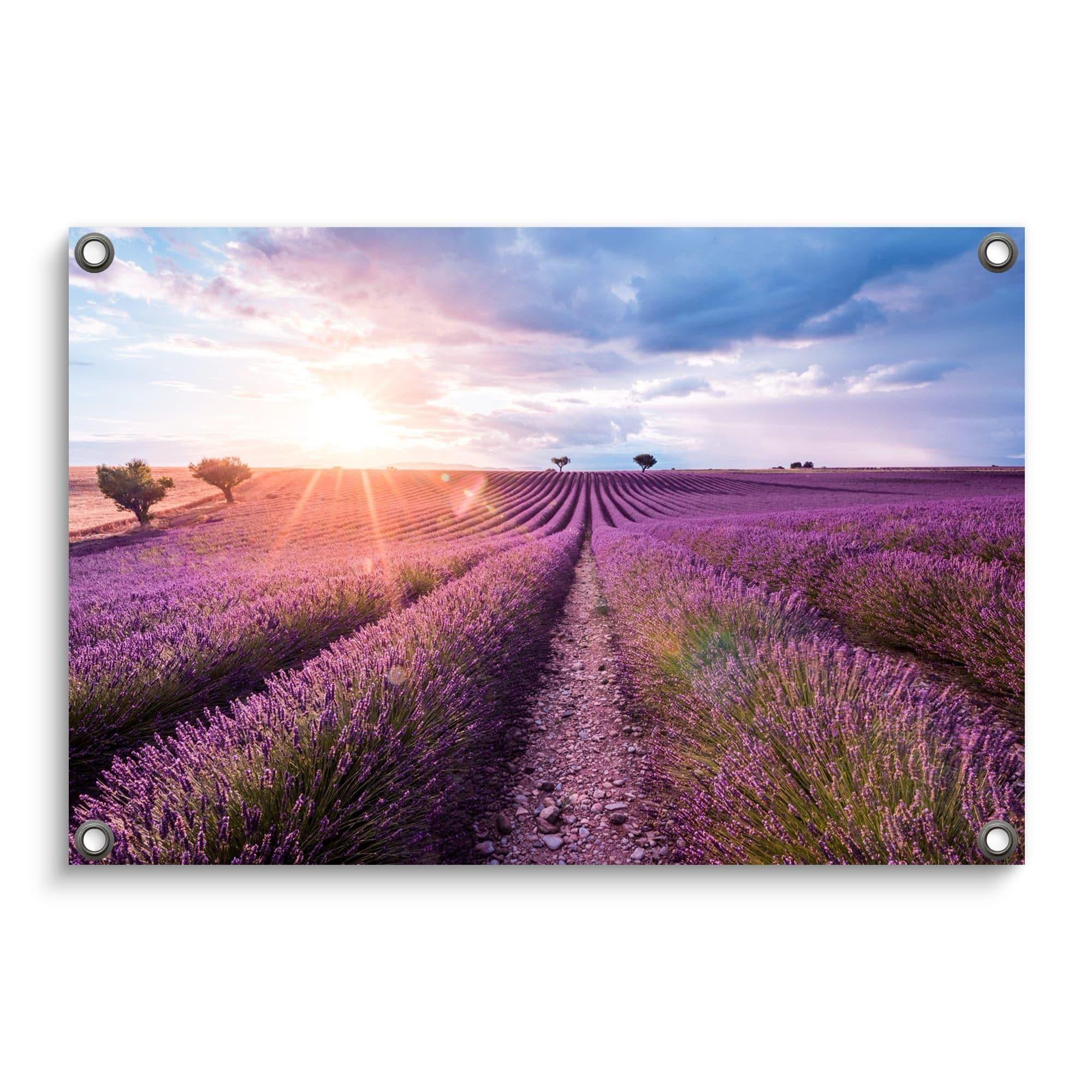 Lavender Field Sunset